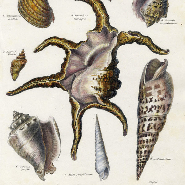 RARE 1802 REES CYCLOPAEDIA Hand-Colored Engraving CONCHOLOGY (Seashells) Pl. 37