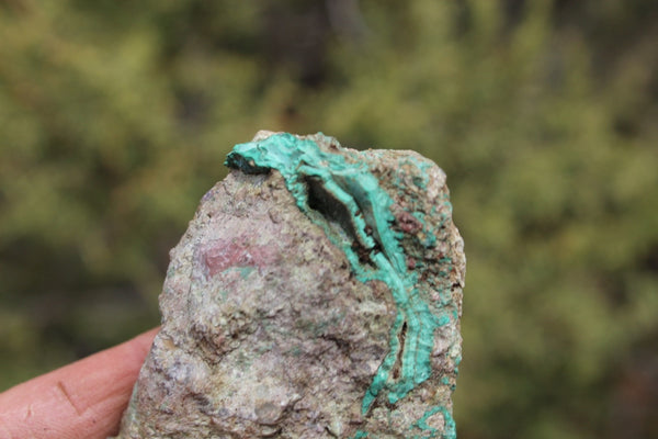 Fund Raiser - MINERAL Lovely MALACHITE Specimen From Santa Rita Mine, New Mexico