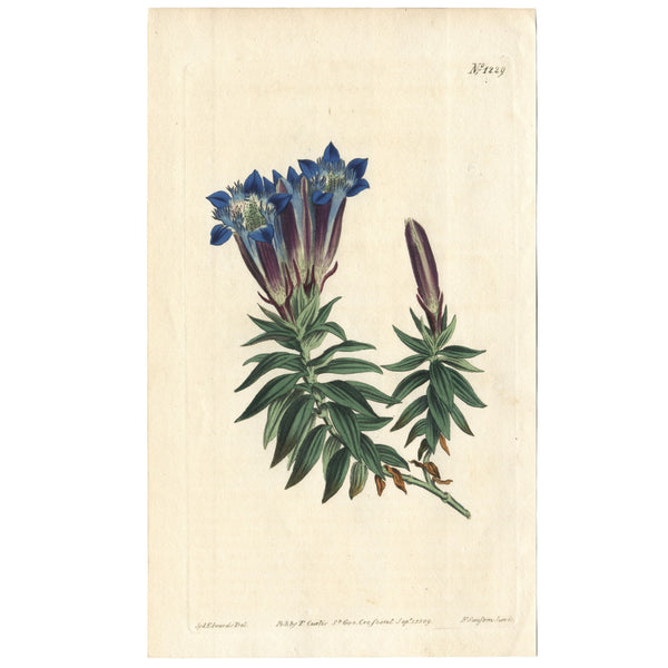 Rare 1809 Curtis Engraving No. 1229 GENTIANA SEPTEMFIDA, CRESTED GENTIAN * Beautiful Botanical Art