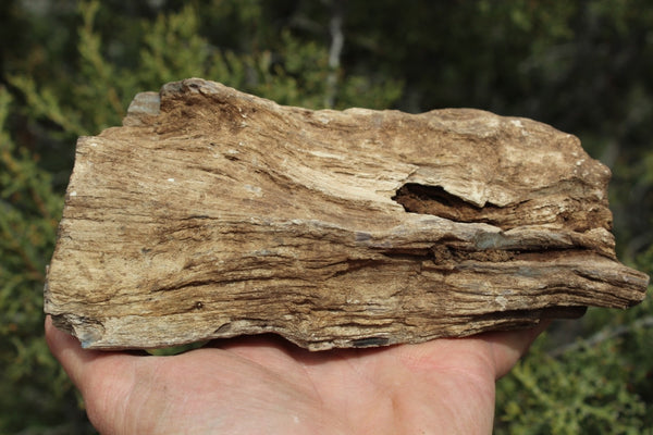FIND RAISER - MINERAL FOSSIL - Beautiful Petrified Wood, New Mexico - Distinct Features - Incredible Specimen!