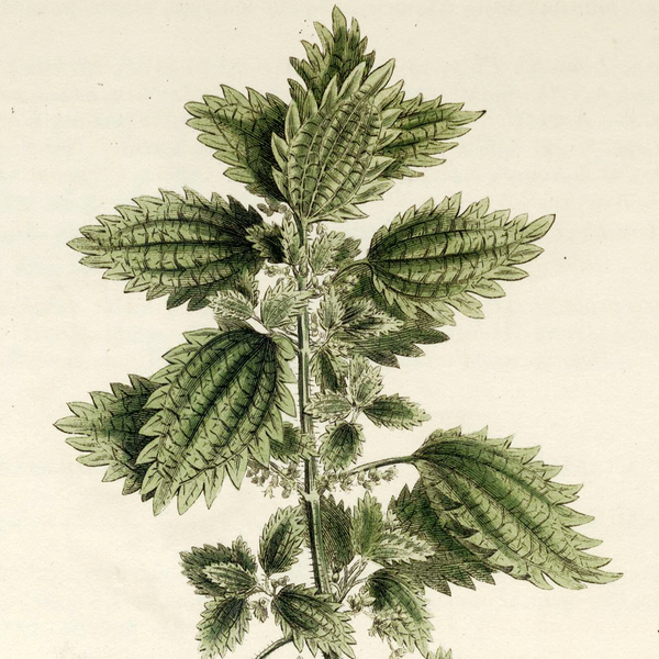 Rare 1818 CURTIS FLORA LONDINENSIS MATTED Hand-Color Folio Engraving, NETTLE