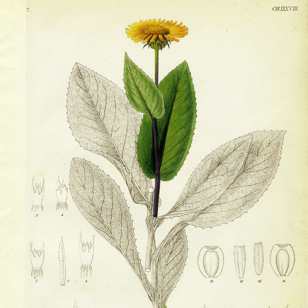 1834 REICHENBACH FLORA Hand-Colored Engraving, TELEKIA (Yellow Oxeye Flower)