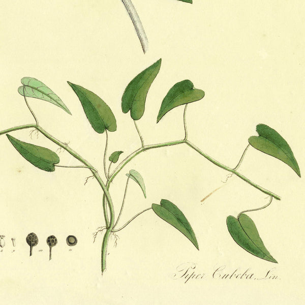 1828 Nees Esenbeck Big Hand-Colored Botanical Folio, PIPER CUBEBA (Pepper)