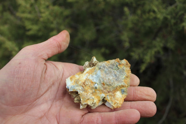 Fund Raiser - MINERAL GOLD ORE From Historic & Rare Site - PACIFIC MINE - W.R. Hearst #18