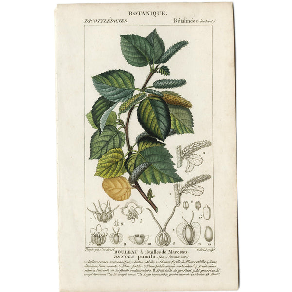 Rare 1816 Turpin Hand-Colored Engravings Dictionnaire Sciences, Betula (Birch)