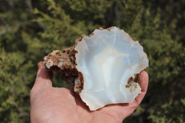 Fund Raiser - BEAUTIFUL - MINERAL - LUNA AGATE - Catron County, New Mexico -