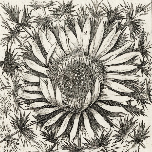 SPECIAL FUND RAISER - Scarce 1796 ZORN ICONES PLANTARUM Botanical Engraving Pl. 168 CARLINA ACAUTIS
