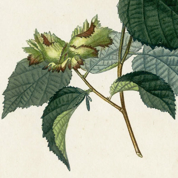 Rare 1816 Turpin Hand-Colored Engravings Dictionnaire Sciences, HAZELNUT TREE
