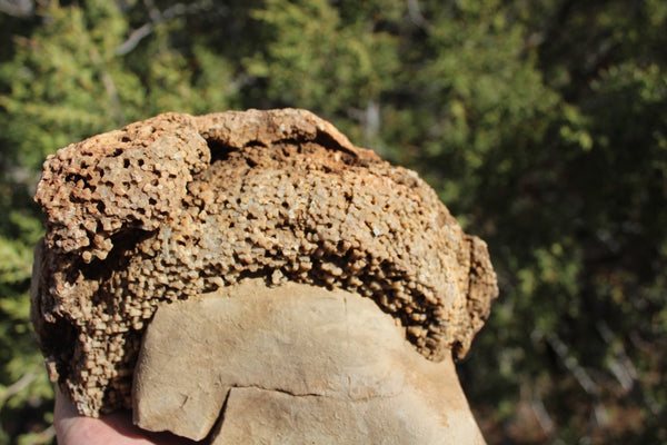 FUND RAISER - Fossil Beautiful HONEY COMB CORAL Favosites spp. Rare Locality ~ 400 Million