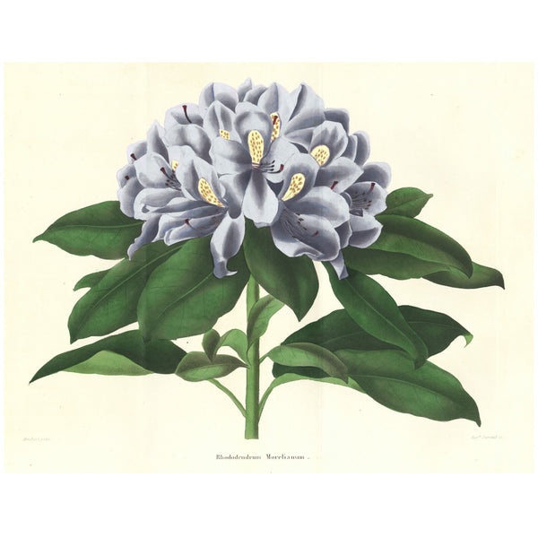 Rare 1843 L'Horticulteur Universal Folio Hand-Colored Engraving RHODODENDRUM