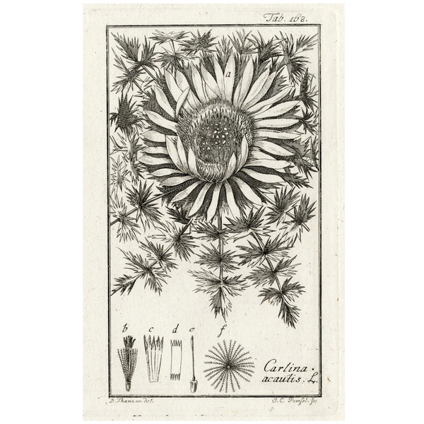 SPECIAL FUND RAISER - Scarce 1796 ZORN ICONES PLANTARUM Botanical Engraving Pl. 168 CARLINA ACAUTIS