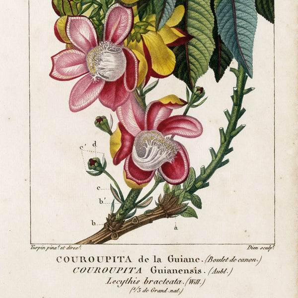 Rare Set, 1816 Turpin Hand-Colored Engravings Dictionnaire Sciences, Couroupita