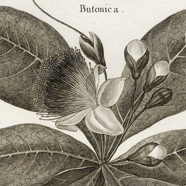 1790 LAMARK, DE SEVE & BENARD Superb Botanical Engraving, Pl. 590 Butonica