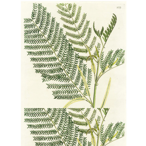 FUND RAISER - 1808 WOODVILLE'S MEDICAL BOTANY, Hand-Colored Engraving, MIMOSA CATECHU *