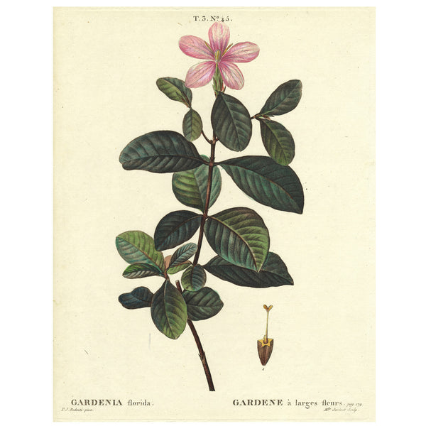 Rare 1801 REDOUTÉ Large Folio Engraving from Duhamel du Monceau, GARDENIA