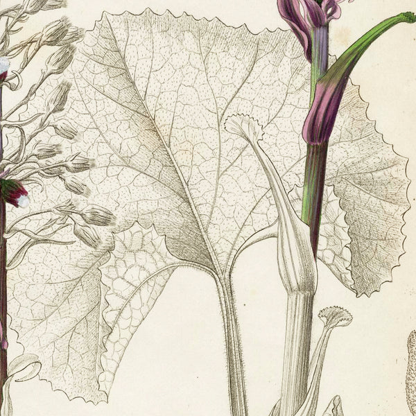 1834 REICHENBACH FLORA Hand-Colored Engraving, PETASITES (Coltsfoot, Butterbur)