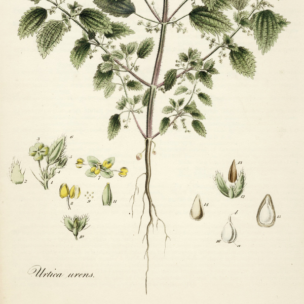 Rare 1818 CURTIS FLORA LONDINENSIS MATTED Hand-Color Folio Engraving, NETTLE