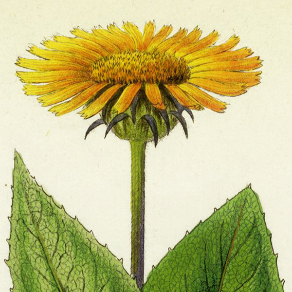1834 REICHENBACH FLORA Hand-Colored Engraving, TELEKIA (Yellow Oxeye Flower)