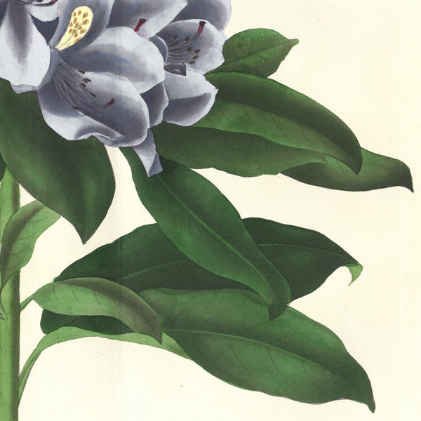 Rare 1843 L'Horticulteur Universal Folio Hand-Colored Engraving RHODODENDRUM