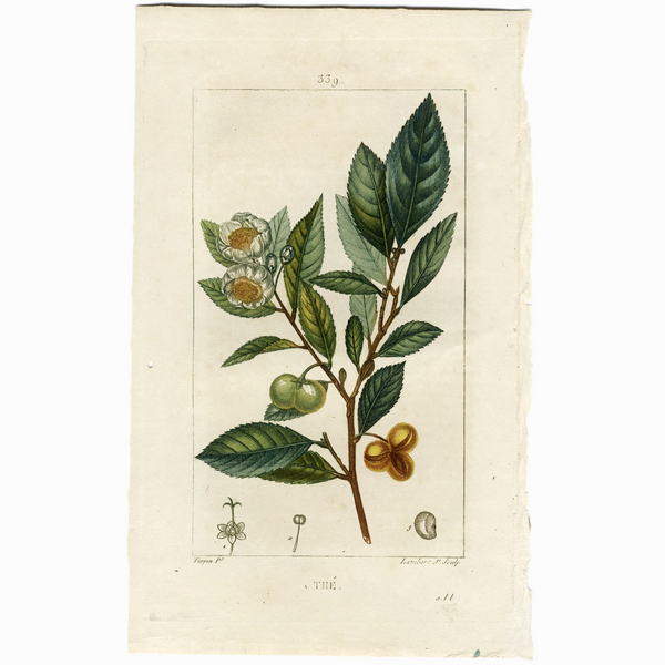 Rare 1814 Turpin Hand-Colored Print FLORE MÉDICALE, THÉ (Tea, Camellia sinensis) - Over 200 Years Old!