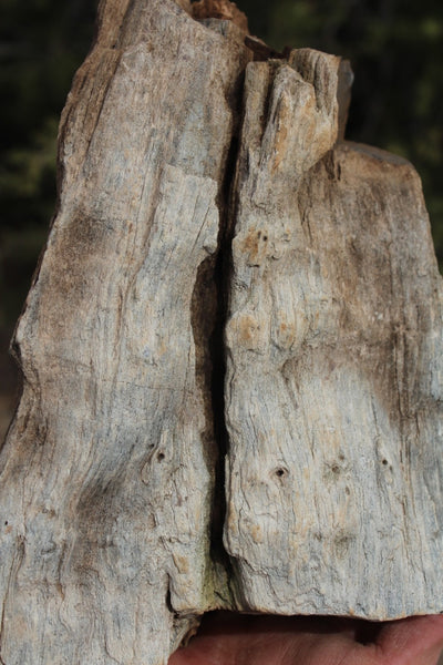 FIND RAISER - MINERAL FOSSIL - Beautiful Petrified Wood, New Mexico - Distinct Features - Incredible Specimen!