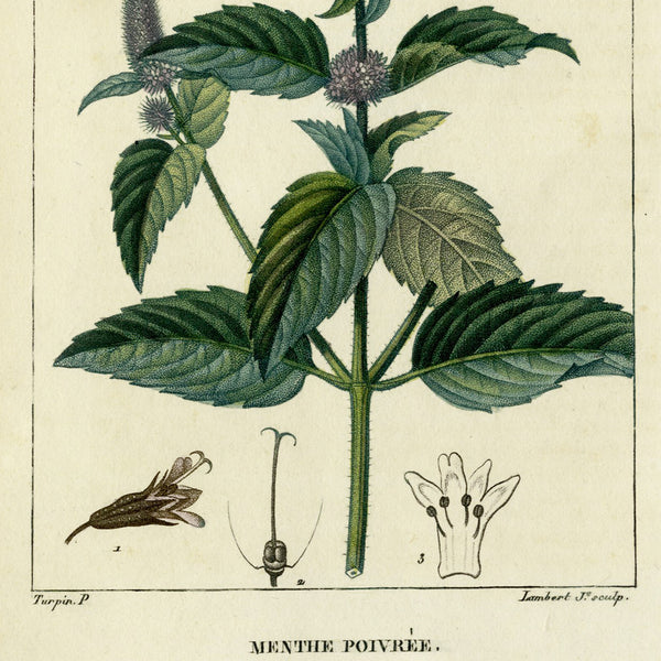 Rare 1814 Turpin Hand-Colored Print FLORE MÉDICALE, MENTHE, PEPPERMINT (Poivrée)  - Over 200 Years Old!