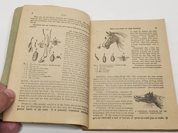 A Treatise on the Horse and His Diseases Illustrated Veterinary Guide 1907