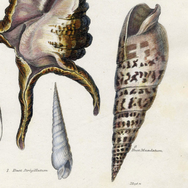 RARE 1802 REES CYCLOPAEDIA Hand-Colored Engraving CONCHOLOGY (Seashells) Pl. 37