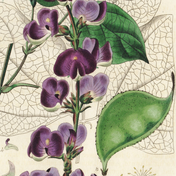 Scarce 1834 Edwards's Botanical Register Engraving #236 LABLAVIA VULGARIS