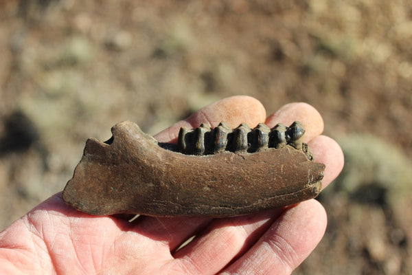 Fund Raiser - FOSSIL Partial Deer Jaw ( Small Deer) - Superb Display Specimen - North FL.