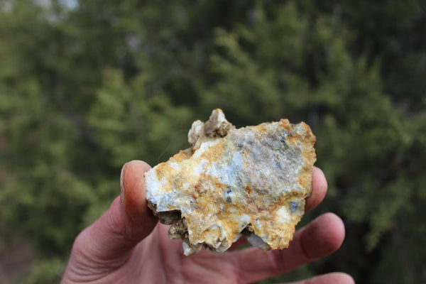 Fund Raiser - MINERAL GOLD ORE From Historic & Rare Site - PACIFIC MINE - W.R. Hearst #18