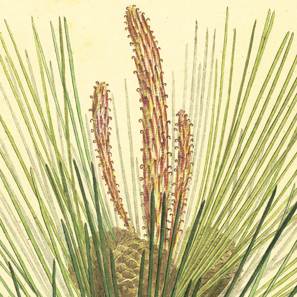 1828 Rare Nees Esenbeck Big Hand-Colored Botanical Folio, PINUS PINASTER (Pine)