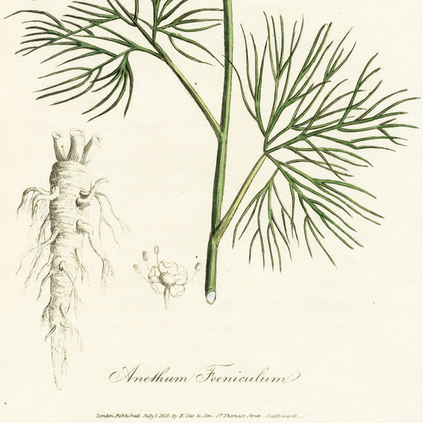1819 WOODVILLE'S MEDICAL BOTANY Hand-Color Engraving ANETHUM FOENICULUM (Fennel)