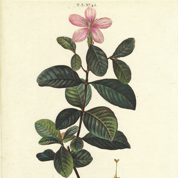 Rare 1801 REDOUTÉ Large Folio Engraving from Duhamel du Monceau, GARDENIA