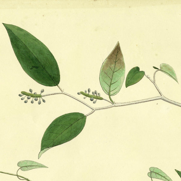 1828 Nees Esenbeck Big Hand-Colored Botanical Folio, PIPER CUBEBA (Pepper)