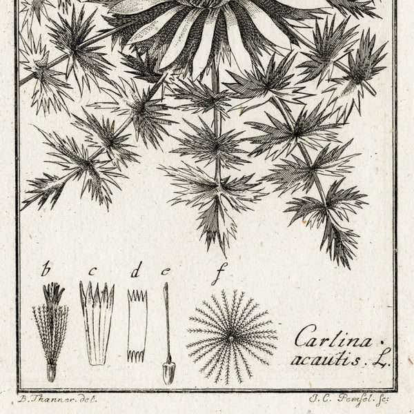 Scarce 1796 ZORN ICONES PLANTARUM Botanical Engraving Pl. 168 CARLINA ACAUTIS