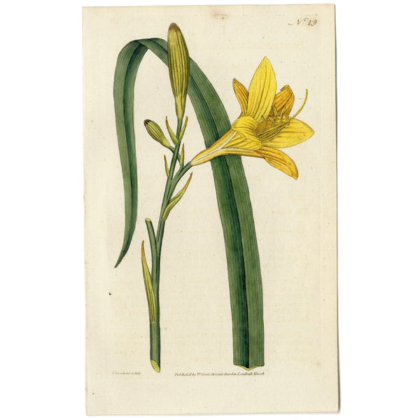 RARE 1787 1st Ed. CURTIS BOTANICAL Hand-Colored Engraving No. 19 YELLOW DAY LILY -  A Beautiful 200+ years old Botanical Art Piece!