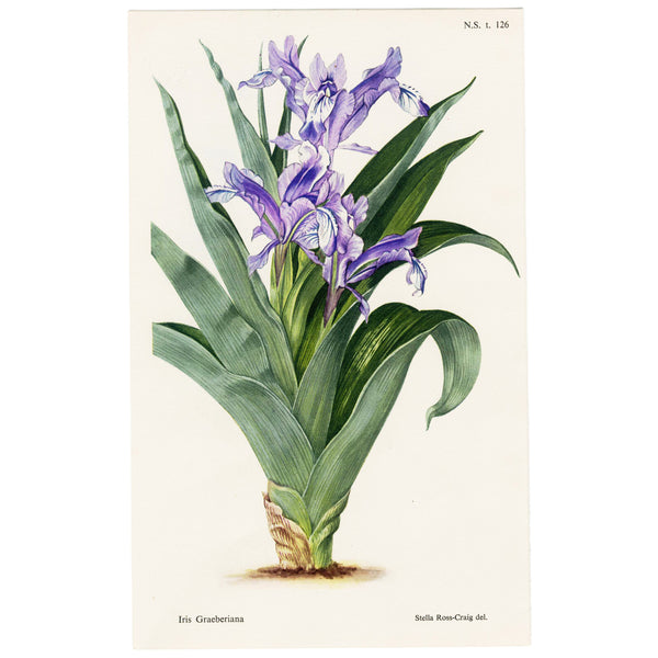Scarce 1948 Curtis Botanical Magazine Chromolithograph, IRIS SPURIA (blue Iris) SUPERB!