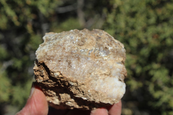 Fund Raiser - MINERAL - BEAUTIFUL - Rare Locality - ARIZONA OPAL - Stunning Specimen #10 - Keep A Piece Of Opal Near Your Bed and Experience Amazing Dreams and Healing!