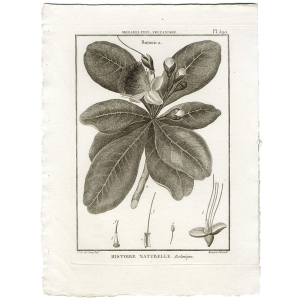 1790 LAMARK, DE SEVE & BENARD Superb Botanical Engraving, Pl. 590 Butonica