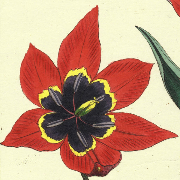1849 Superb Large Deitrich Flora Universalis Folio, TULIPS, Liliaceae Pl. CCCCLXXVI   EXTREMELY RARE