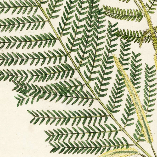 1808 WOODVILLE'S MEDICAL BOTANY, Hand-Colored Engraving, MIMOSA CATECHU * Beautiful Botanical Art
