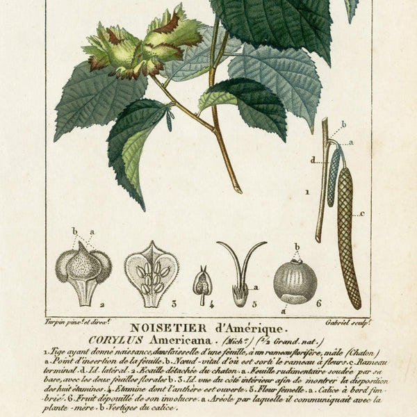 Rare 1816 Turpin Hand-Colored Engravings Dictionnaire Sciences, HAZELNUT TREE