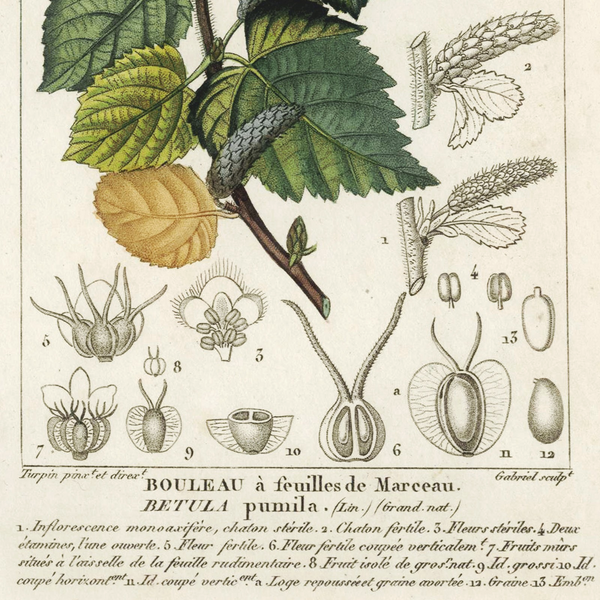 Rare 1816 Turpin Hand-Colored Engravings Dictionnaire Sciences, Betula (Birch)