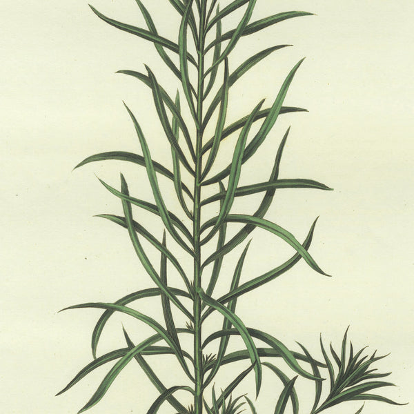 Scarce 1777 CURTIS FLORA LONDINENSIS Hand-Colored Folio Engraving: TOAD-FLAX