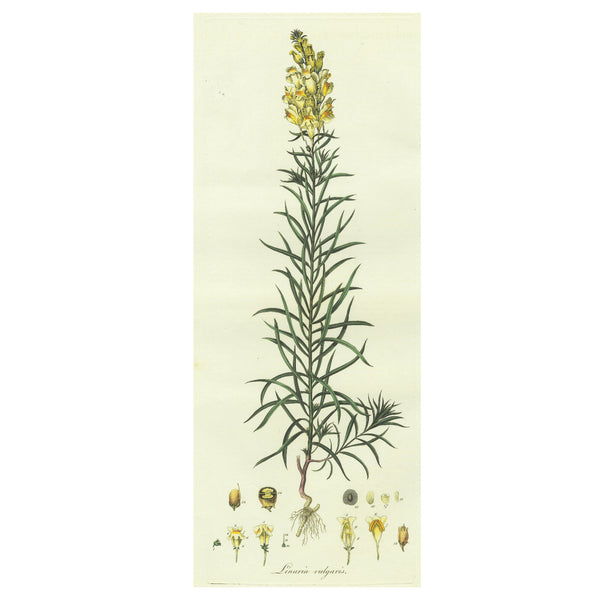 Scarce 1777 CURTIS FLORA LONDINENSIS Hand-Colored Folio Engraving: TOAD-FLAX