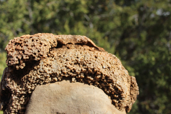 FUND RAISER - Fossil Beautiful HONEY COMB CORAL Favosites spp. Rare Locality ~ 400 Million
