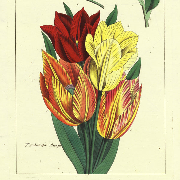 1849 Superb Large Deitrich Flora Universalis Folio, TULIPS, Liliaceae Pl. CCCCLXXVI   EXTREMELY RARE