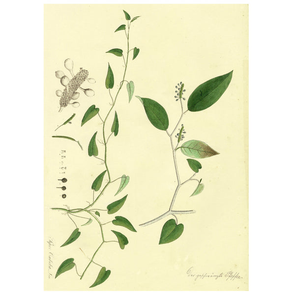 1828 Nees Esenbeck Big Hand-Colored Botanical Folio, PIPER CUBEBA (Pepper)