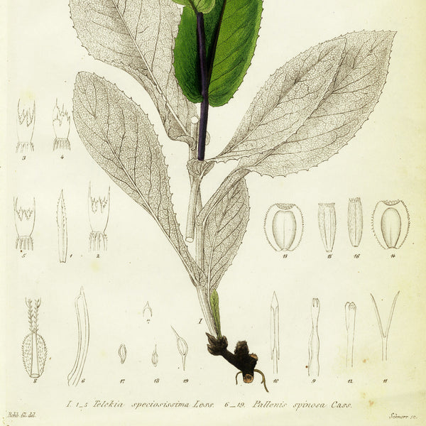1834 REICHENBACH FLORA Hand-Colored Engraving, TELEKIA (Yellow Oxeye Flower)